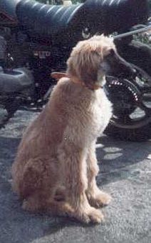 Tschenja